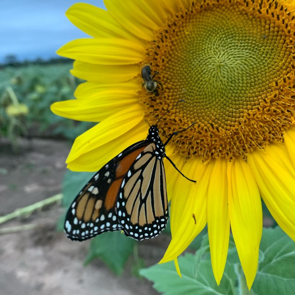 Meet your Posher, Leeann